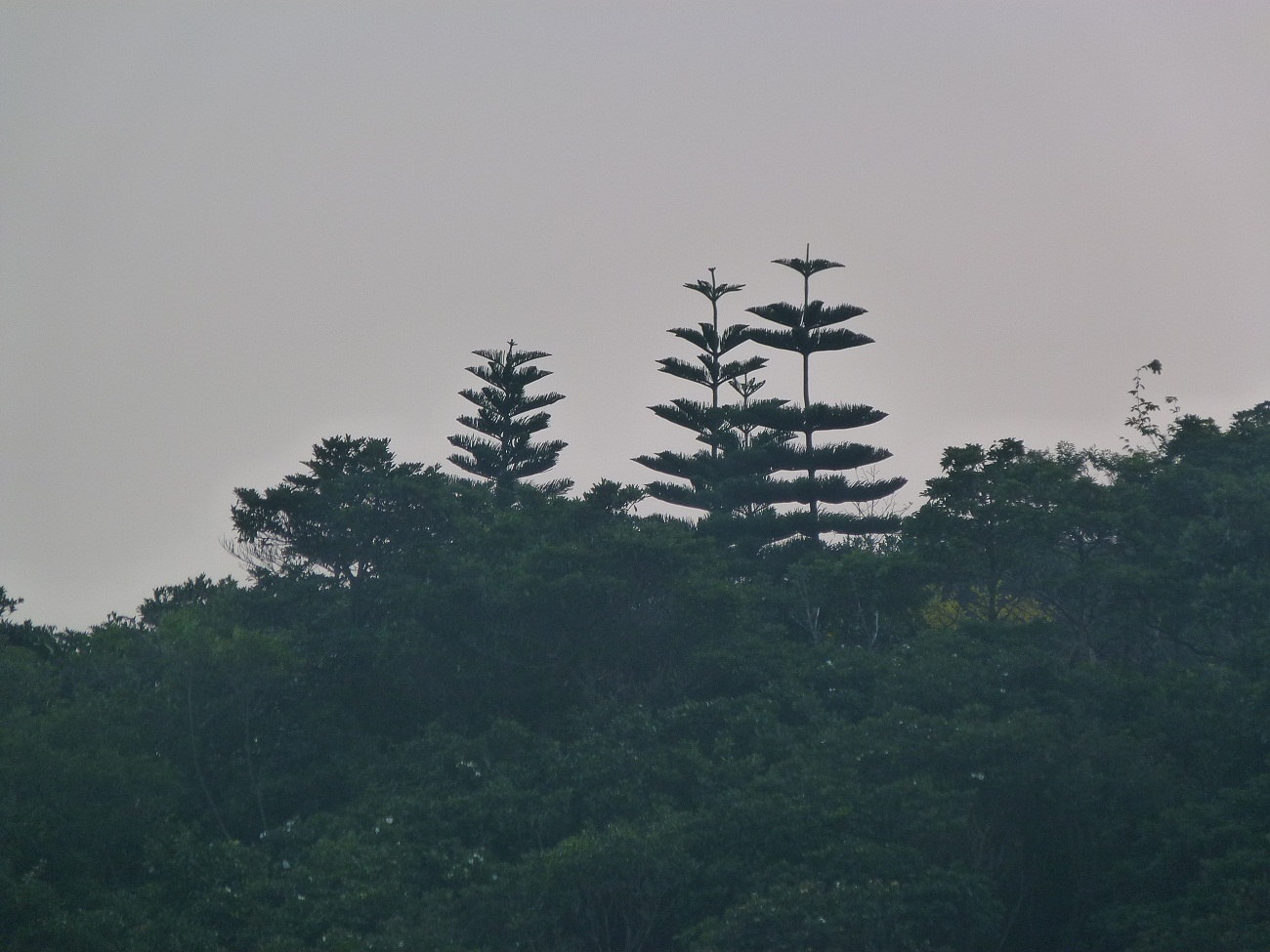 P1010525.jpg