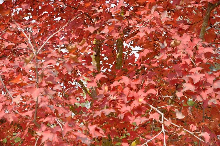 DSC_0135.JPG