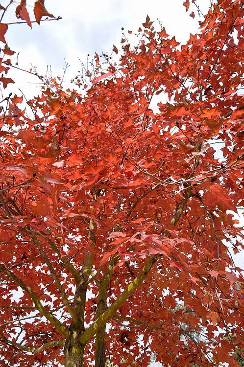 DSC_0139.JPG