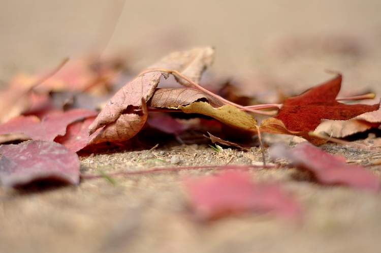 DSC_0172.JPG