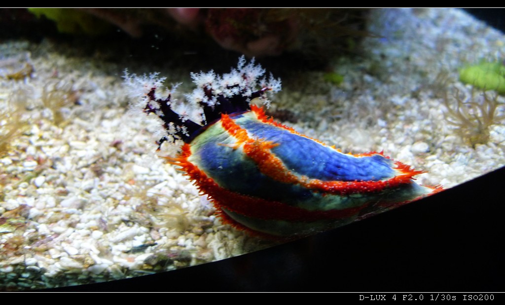 Musee Oceanographique de Monaco (France) 4R.jpg