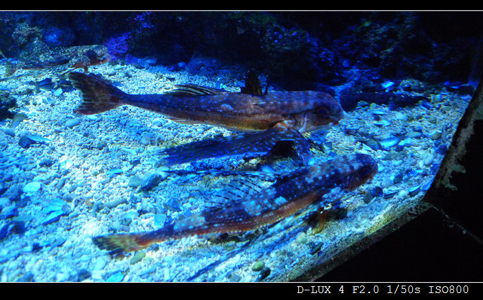 Musee Oceanographique de Monaco (France) 10R.jpg