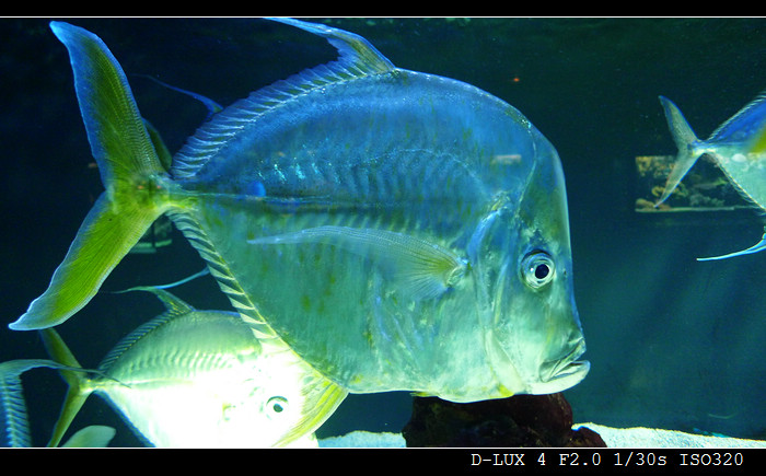 Musee Oceanographique de Monaco (France) 9R.jpg