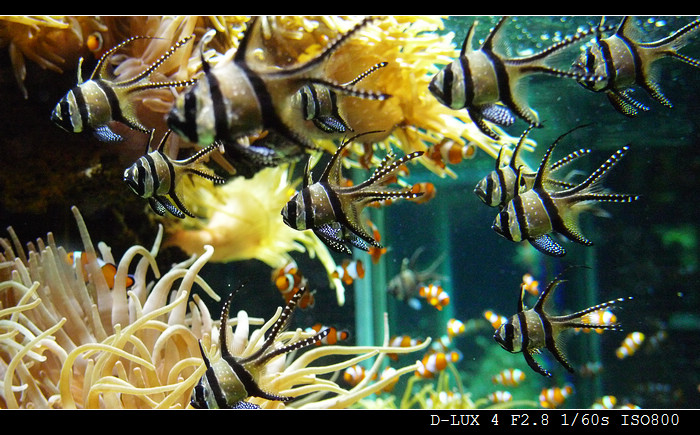 Musee Oceanographique de Monaco (France) 6R.jpg