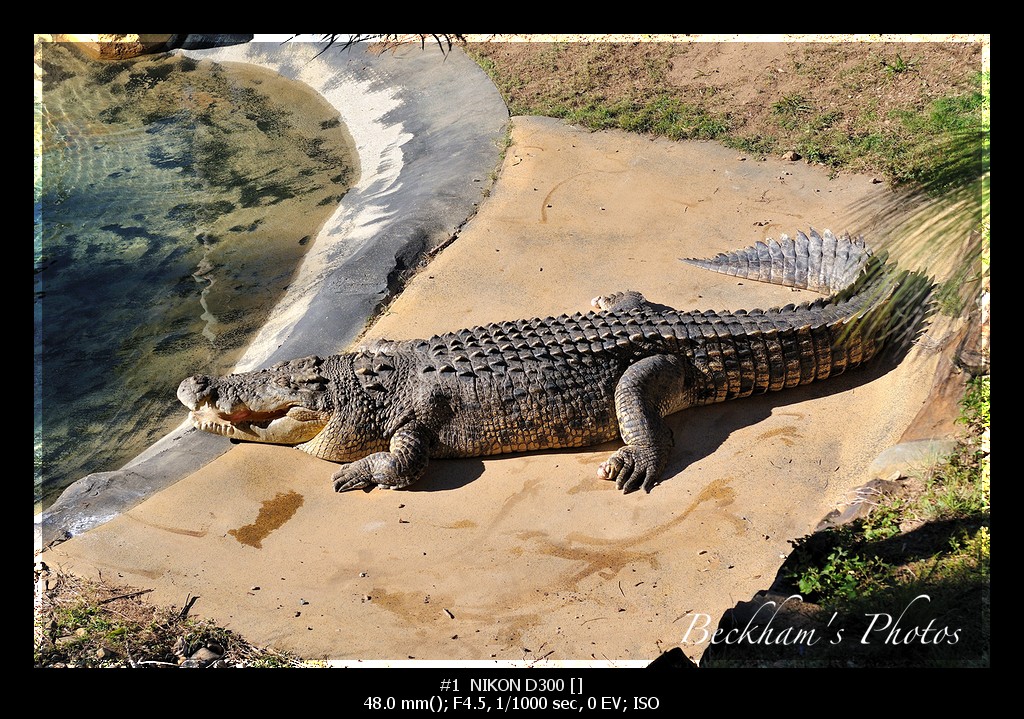 Cocodile.jpg