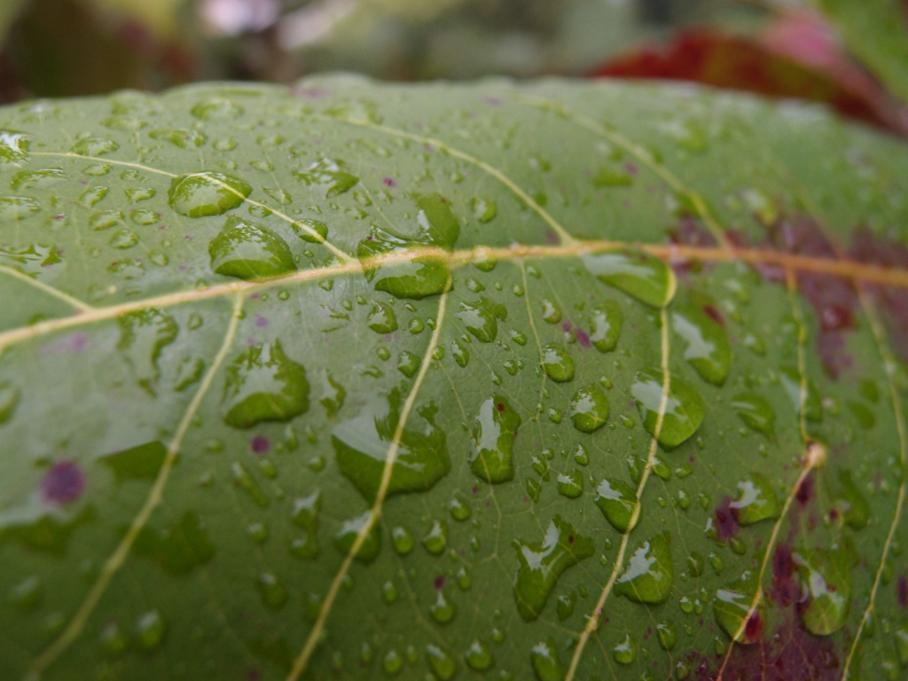 PC281430 (複製).JPG