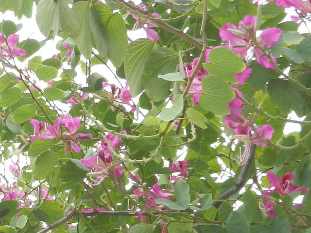 RSCN2825.JPG