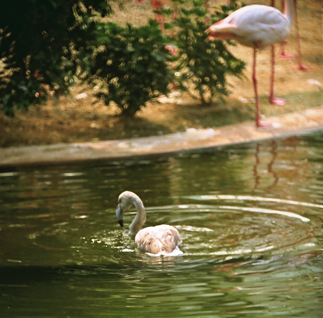 swan2.jpg