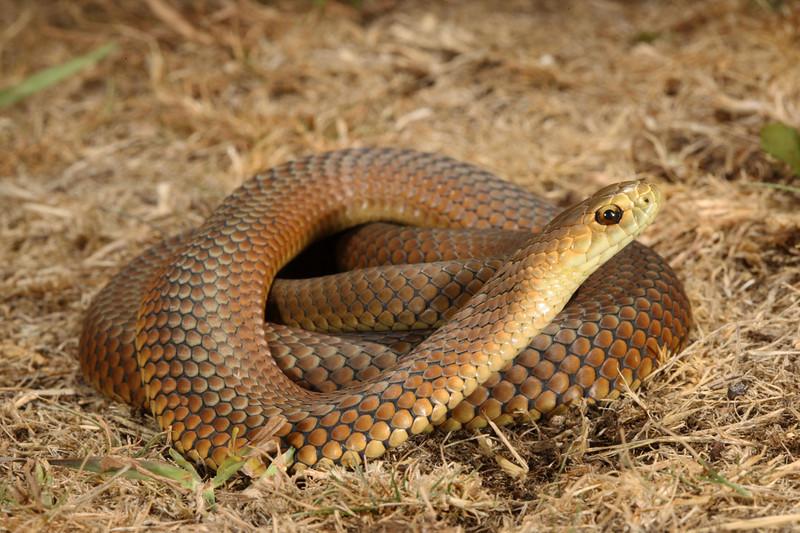 澳洲銅頭蝮 (2).jpg