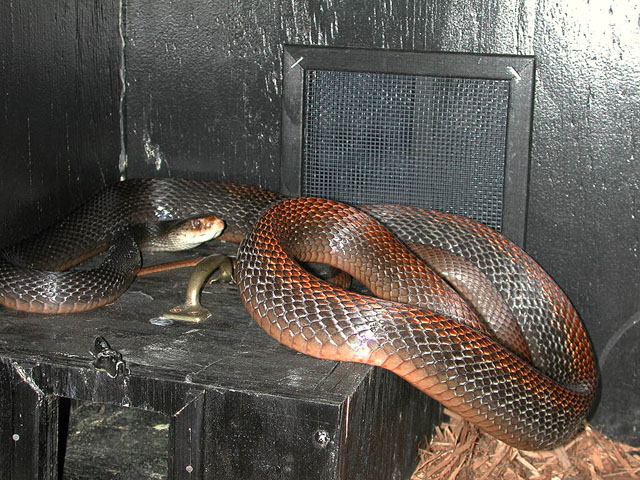 Oxyuranus temporalis4.jpg