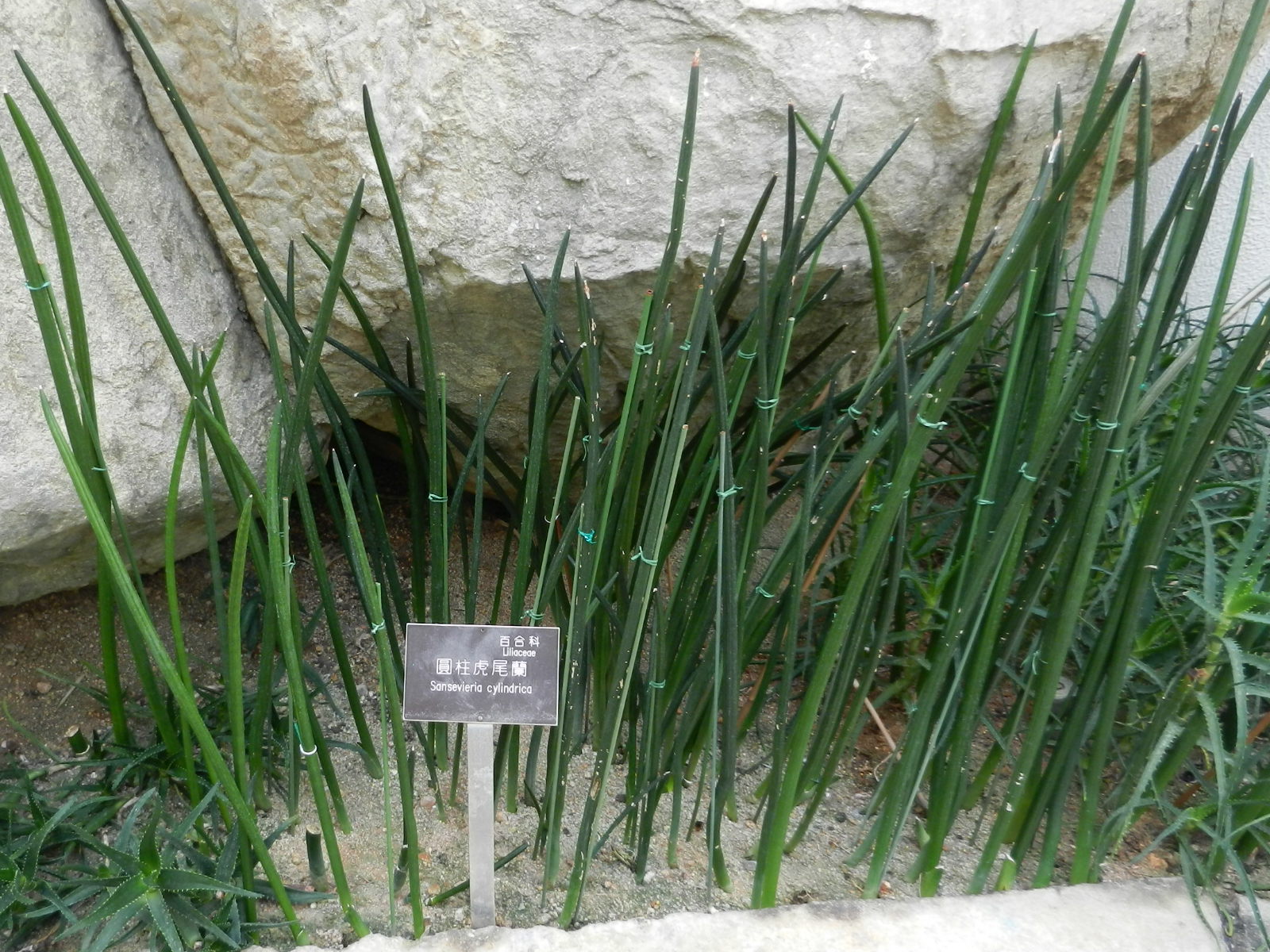RSCN3524.JPG