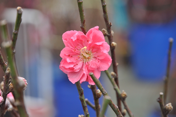 DSC_0517.JPG