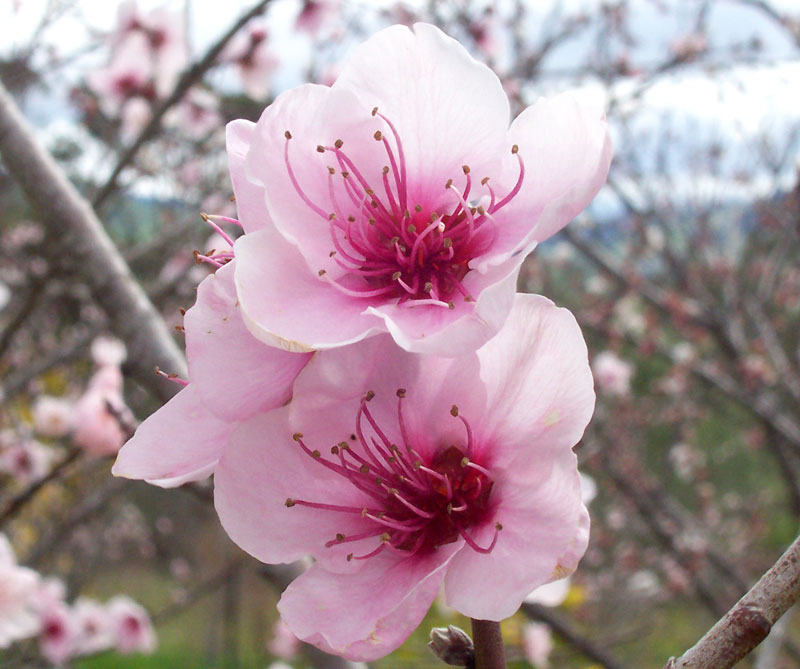 Peach_flowers.jpg