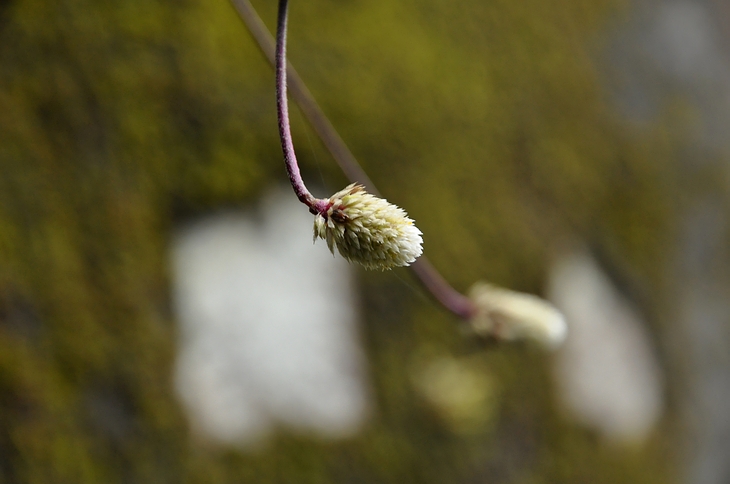 DSC_0608.JPG
