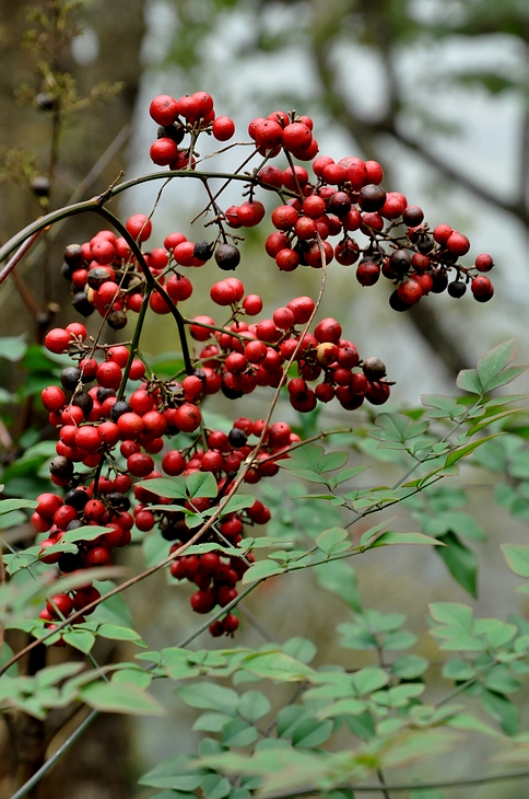 DSC_0667.JPG