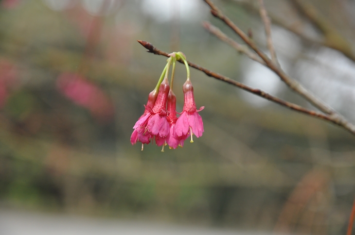 DSC_0737.JPG