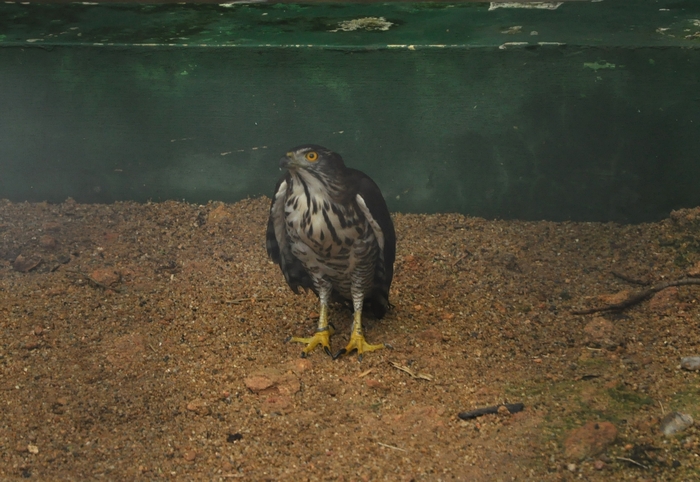DSC_0626.JPG