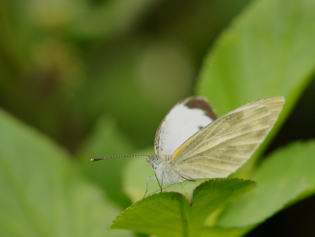 DSC06005.JPG