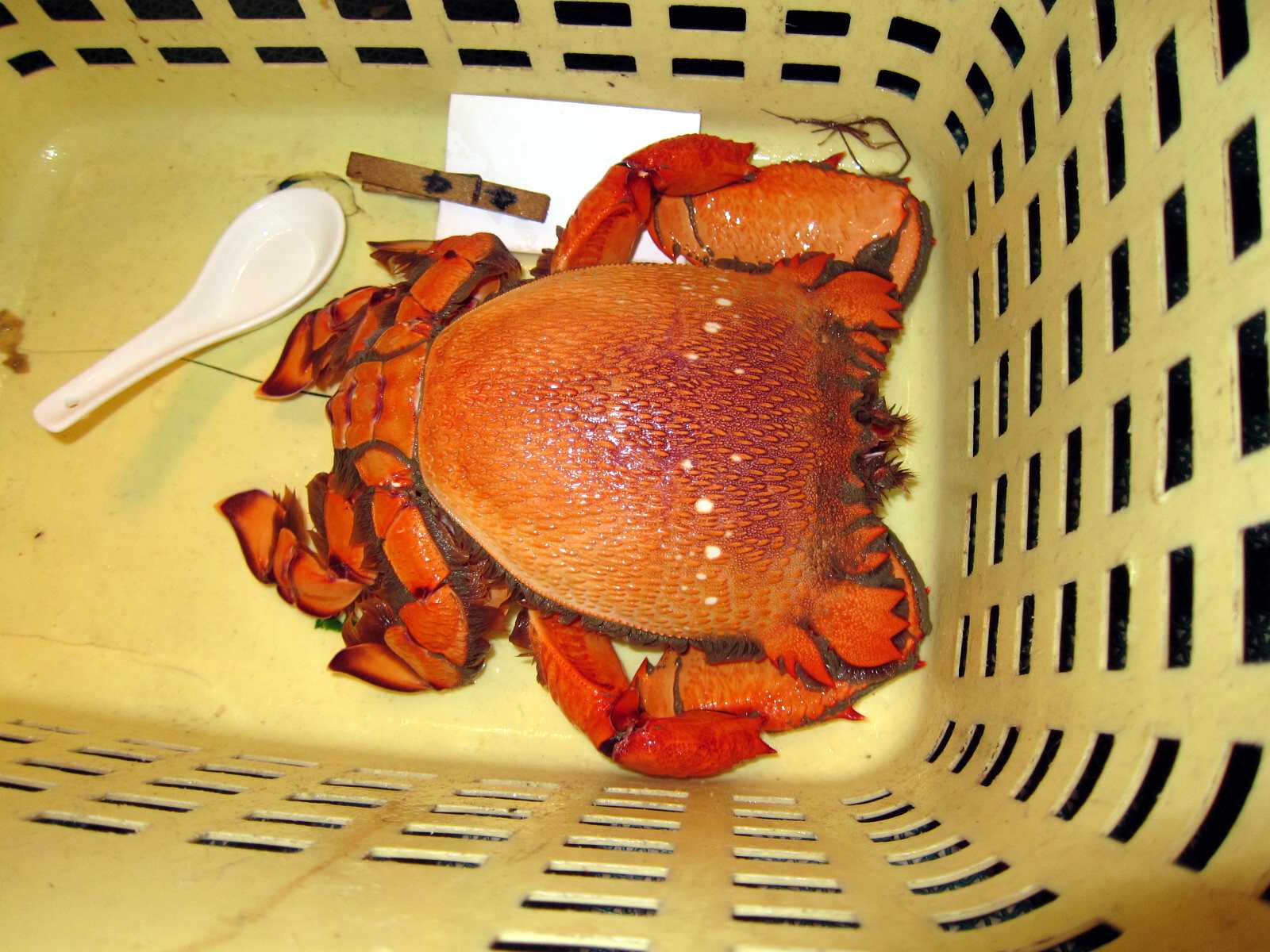 Sea Food-加菲蟹-.jpg