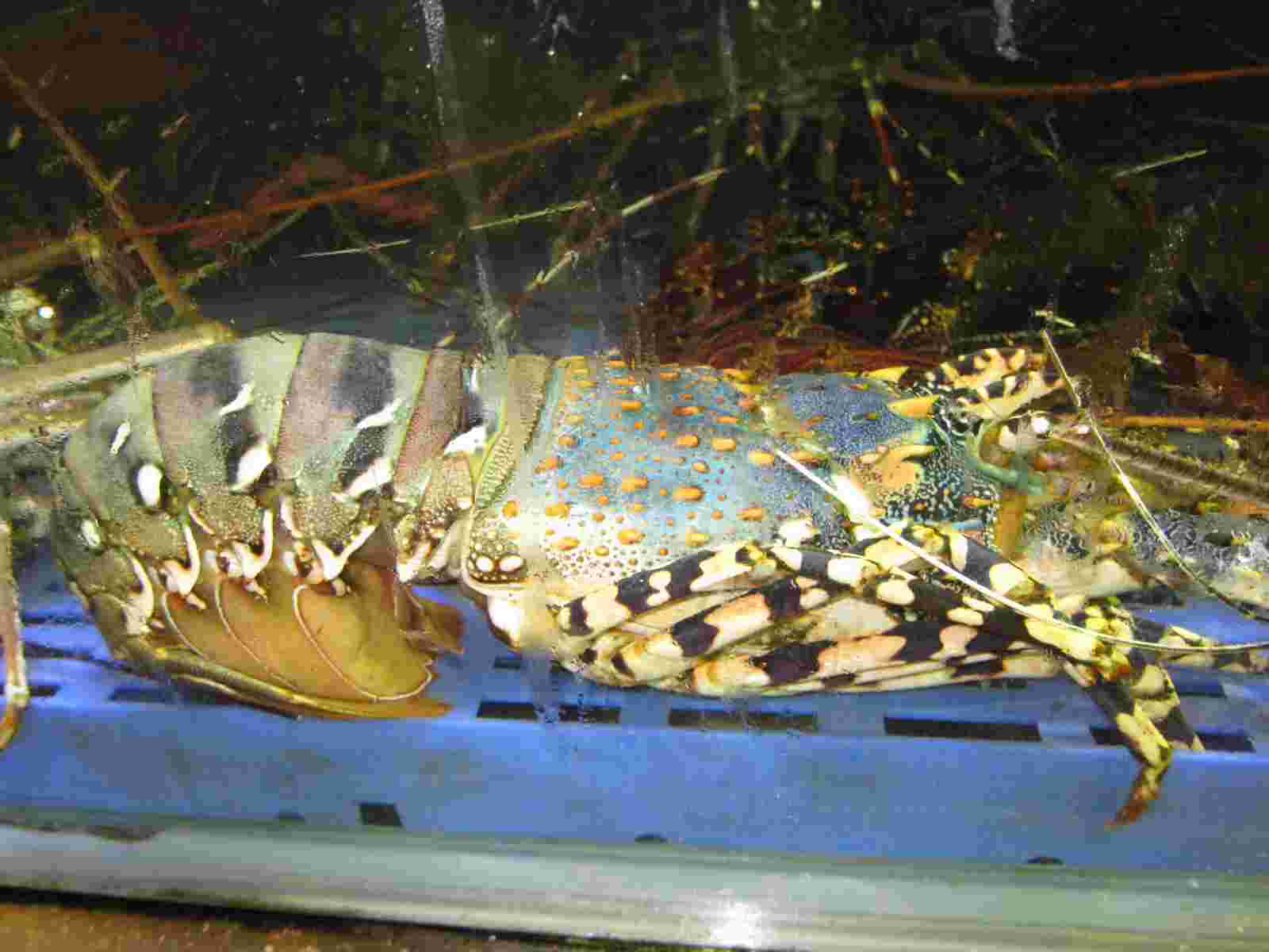 Sea Food-花龍-.jpg