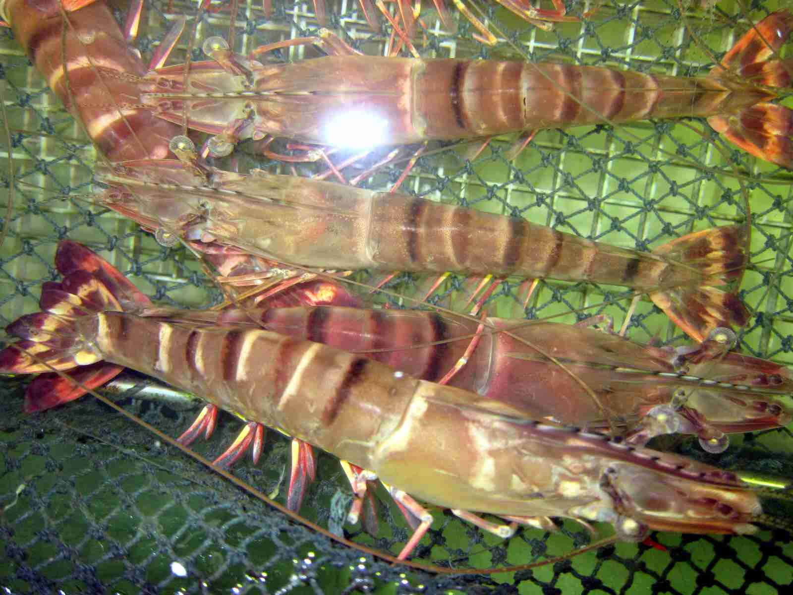 Sea Food-鬼蝦-.jpg