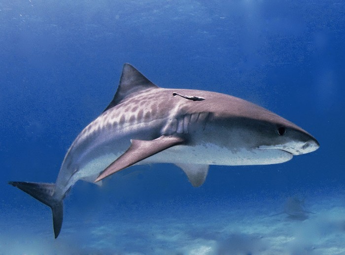 Tiger-Shark.jpg