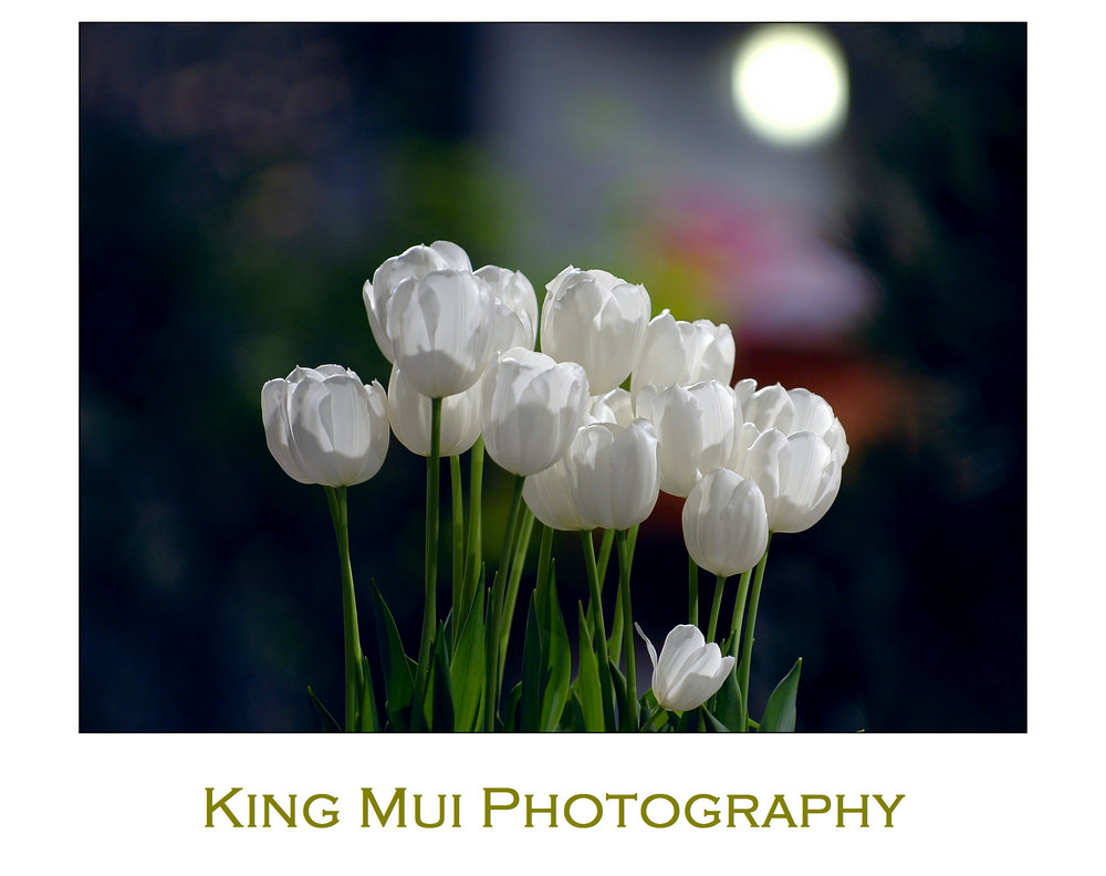 szdFlowerShow3 (115).jpg