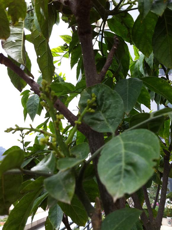 黃皮樹的新希望···