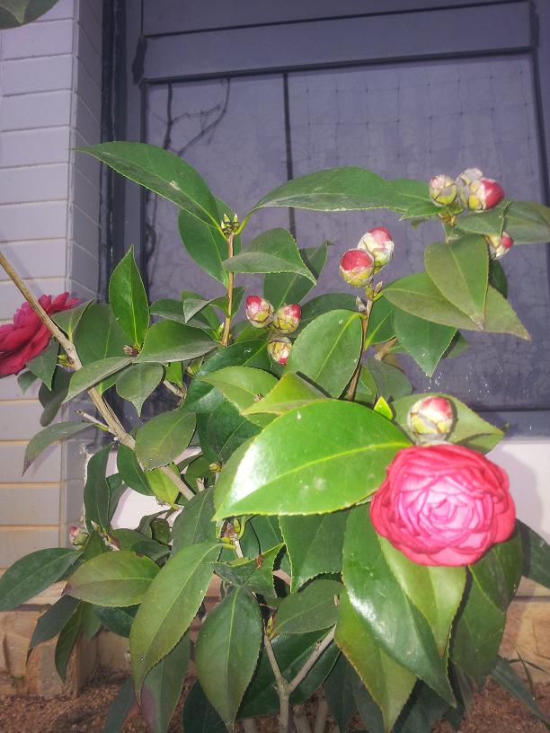 好多花苞啊···