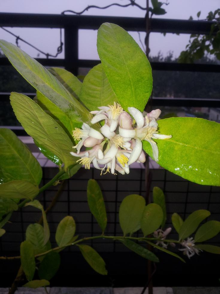 檸檬開花啦···