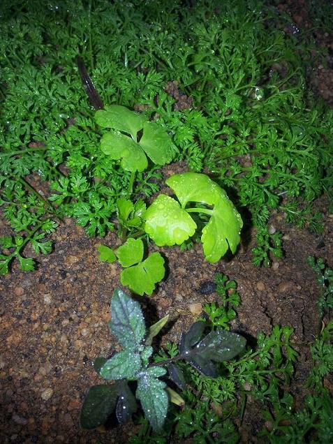 蘿蔔，芹菜，番茄