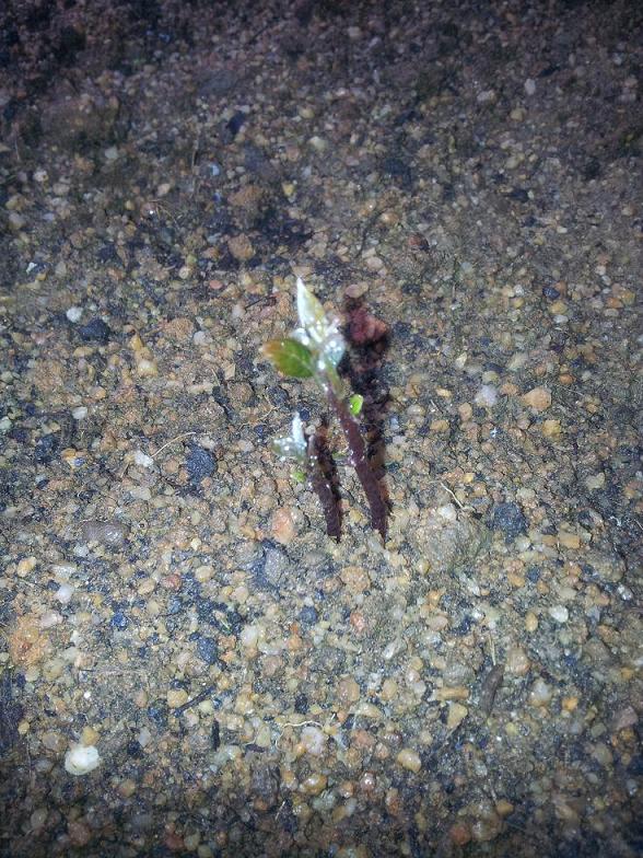 珍貴的牛油果苗