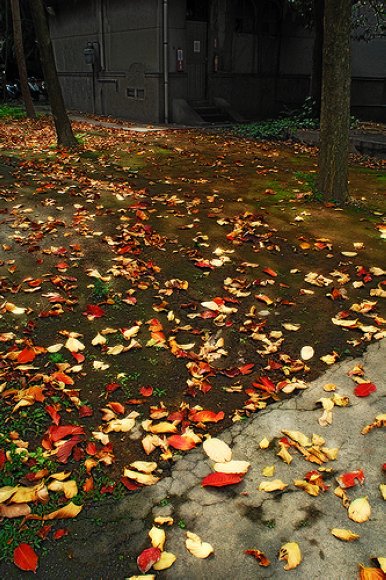 春天落葉.jpg