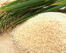 稻米.jpg
