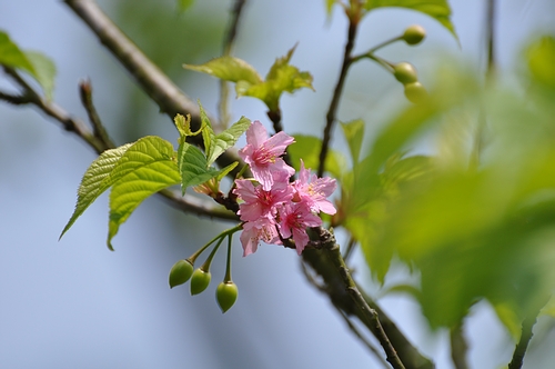 DSC_0486.JPG