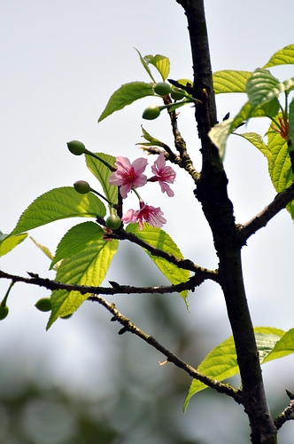 DSC_0489.JPG