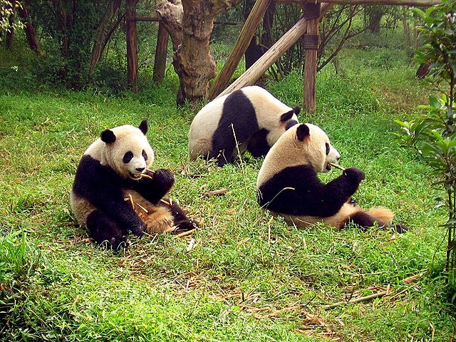 640px-Chengdu-pandas-d10.jpg