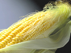 玉米須5.jpg