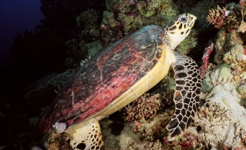 Eretmochelys_imbricata_by_Jacek_Madejski.jpg