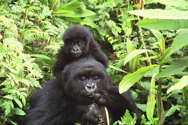 640px-Gorilla_mother_and_baby_at_Volcans_National_Park.jpg