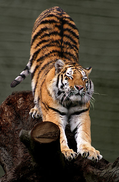 390px-Siberian_Tiger_by_Malene_Th.jpg
