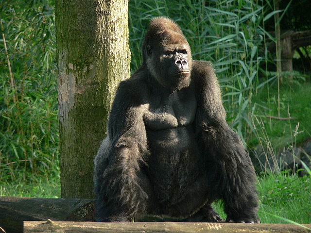 640px-Gorilla_zoo-leipzig.jpg