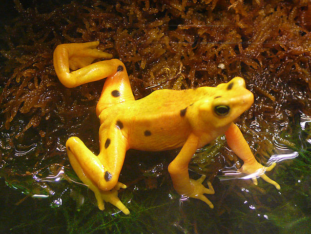 637px-Atelopus_zeteki_(2).jpg