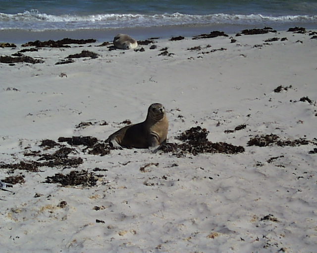 KI_Seal.jpg