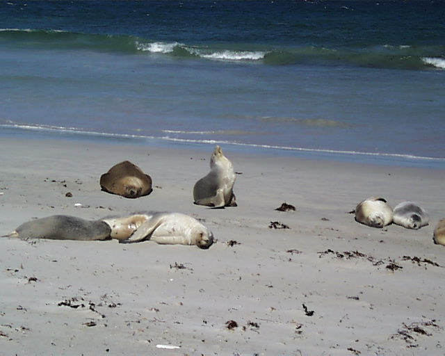 KI_Seal2.jpg
