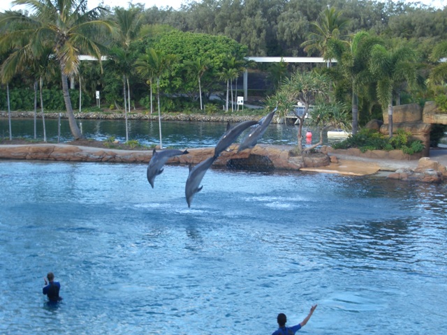 Dolphin 3.JPG