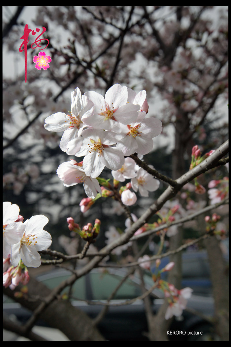 DSC09279.jpg