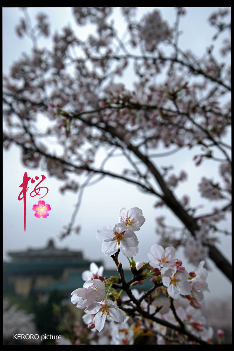 DSC09282.jpg
