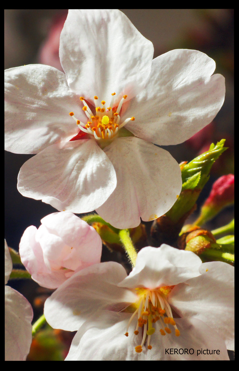 DSC09477C.jpg