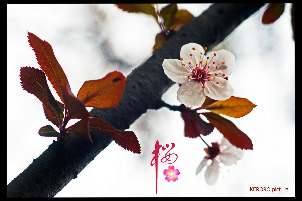 DSC09501.jpg